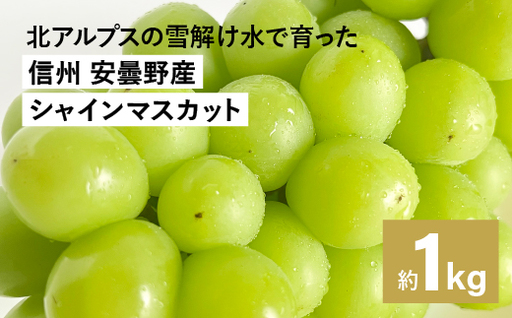 信州・安曇野 シャインマスカット 1kg箱(2〜4房) [家庭用] 期間限定☆