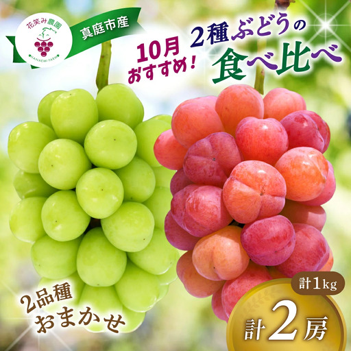 ぶどう 2026年 発送 ぶどう 2種セット 1kg 2房 10月 おすすめ [hana020-02c]