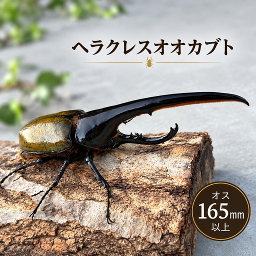 ヘラクレスオオカブト 成虫 オス(165mm以上) / ヘラクレス カブトムシ 昆虫 真庭市 [hrkrs004-01]