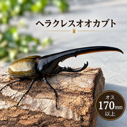 ヘラクレスオオカブト 成虫 オス(170mm以上) / ヘラクレス カブトムシ 昆虫 真庭市 [hrkrs005-01]