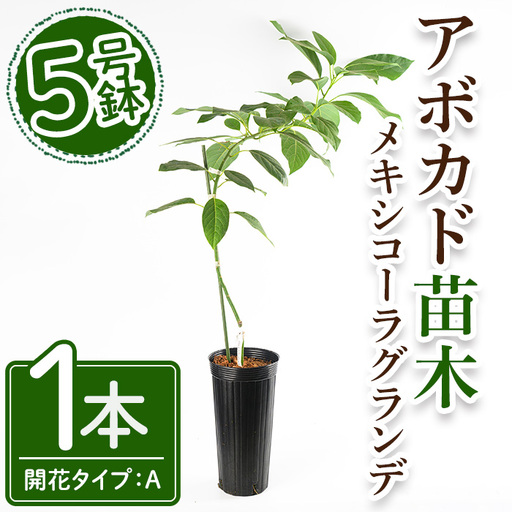 No.1406 アボカド苗木 メキシコーラグランデ (1本) 鹿児島県産 苗 観葉植物 アボカド 国産 シンボルツリー 庭木 内祝い メキシコーラグランデ プレゼント 苗木 アボカドの木 [ゆす村農園]