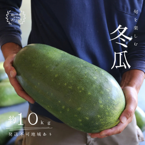 冬瓜 （ とうがん ）約10kg 冬瓜