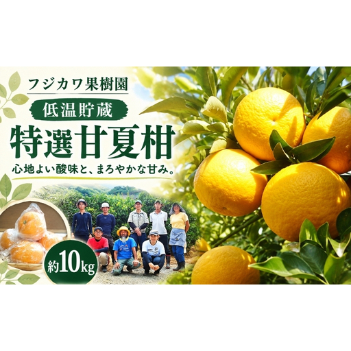 甘夏柑 低温貯蔵 約10kg みかん 香川県産 国産 柑橘 フリーサイズ M～L フジカワ果樹園 藤川果樹園 果実 中晩柑 柑橘類 フルーツ 果物 くだもの 蜜柑 ミカン マーマレード ギフト 贈り物 贈答用 手土産 お取り寄せ 香川県 観音寺市