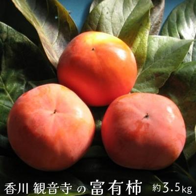 富有柿 柿 香川県産 国産 約3.2kg 10〜16玉 甘い 果汁が多い 肉厚 緻密 とろける食感 やわらかい 美しい色合い かき カキ ふゆうがき フルーツ 果物 くだもの 果物類 デザート おやつ 秋 五色青果 香川県 観音寺市