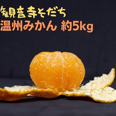 温州みかん 約5kg 果物類 柑橘類 フルーツ ミカン くだもの