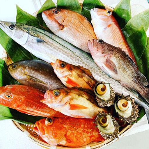 京都府宮津市産『朝どれ！山一鮮魚おおきに便』約4～5kg 魚介類 セット 産地直送 鮮魚 内臓処理加 鮮度抜群 冷蔵 詰め合わせ 旬 鯛  内臓処理加工