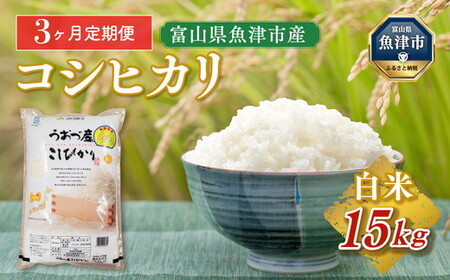【令和8年度米】【3ヶ月定期便】富山県 うおづ産米「コシヒカリ」15kg（5kg×3袋）（精米）｜3回 3ヶ月 こしひかり こめ 