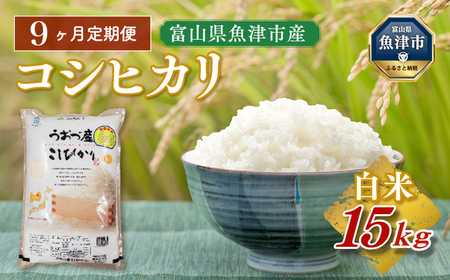 【令和8年度米】【9ヶ月定期便】富山県 うおづ産米「コシヒカリ」15kg（5kg×3袋）（精米）｜9ヶ月定期便 9回 9ヶ月 こしひかり こめ コメ お米 おこめ 白米 精米 雪解け水 香り うまみ あまみ 冷めても 美味しい おにぎり お弁当 高品質 魚津市