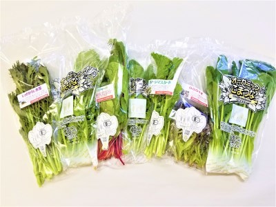 CQ037_オーガニックサラダミニセット【植物性で育てた完全無農薬の葉野菜ブランド有機JAS】