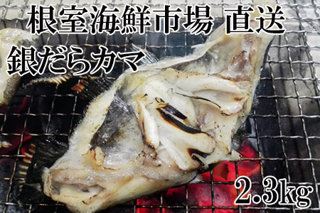 根室海鮮市場[直送]銀だらカマ2.3kg A-28141