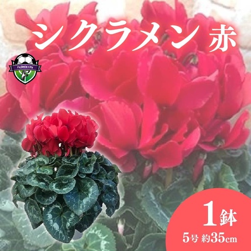 【 先行予約 ：2026年12月発送 】 花 シクラメン 鉢植え 赤 5号 クリスマス オンライン決済限定 花 花