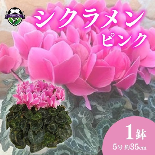 【 先行予約 ：2026年12月発送 】 花 シクラメン 鉢植え ピンク 5号 クリスマス オンライン決済限定 花 花