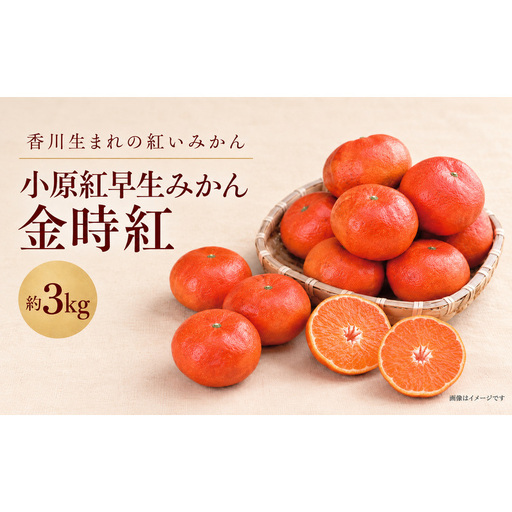 みかん 小原紅早生 金時紅 香川県産 国産 約3kg L〜Sサイズ混合 糖度11度以上 甘い 果皮が紅い 品種登録 柑橘 ミカン 蜜柑 こはらべにわせ フルーツ 果物 くだもの 果物類 デザート おやつ 讃岐 五色青果 香川県 観音寺市