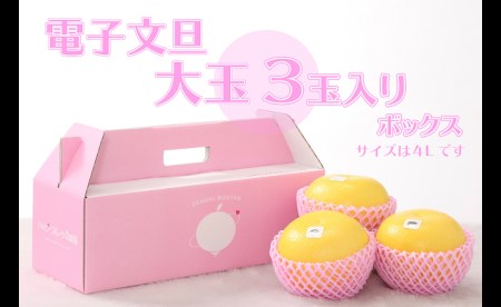 電子文旦 3玉(大玉)贈答用 文旦