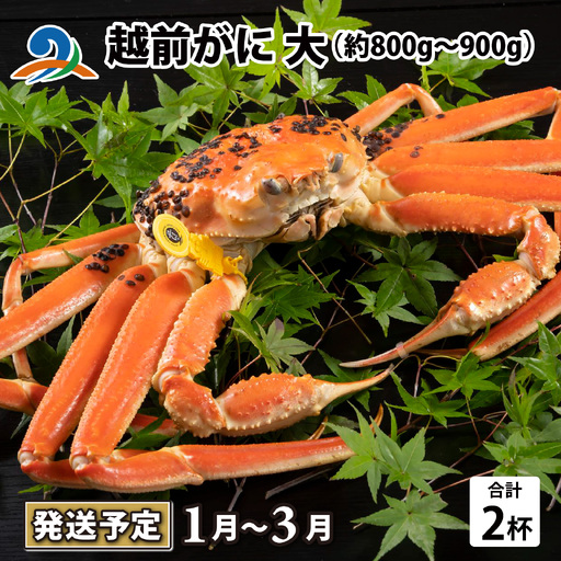 【先行予約】越前がに 大 （約800g～900g） 2杯【2027年1月～3月発送】 日本海 直送