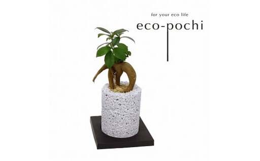 S060-085A_エコ・ポチ シリンダー 白 ガジュマル / 観葉植物 インテリア グリーン ガジュマル