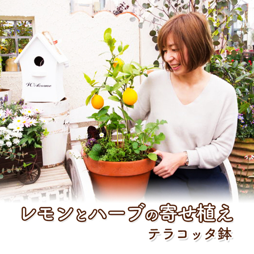 レモン ハーブ 寄せ植え 鉢植え 植物 ガーデン レモン