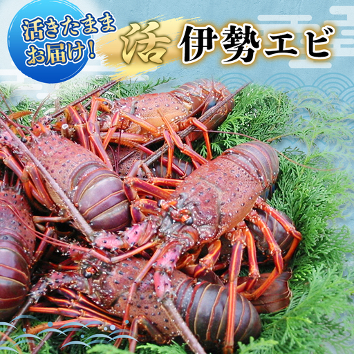 水産 活伊勢海老 4～8匹 活きたままお届け 海鮮 刺身 毎年10月～翌年5月中旬出荷予定