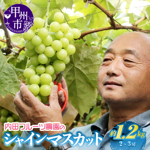 内田フルーツ農園のシャインマスカット 約1.2kg（2～3房）【2026年発送】（UF）B-164 シャインマスカット フルーツ