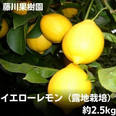 レモン イエローレモン 露地栽培 レモン【約2.5kg】【先行予約】