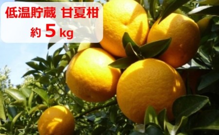 低温貯蔵 甘夏柑 約5kg 果物類 柑橘類 フルーツ みかん ミカン