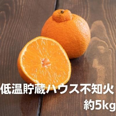 低温貯蔵ハウス不知火　約5kg 果物類 柑橘類 柑橘 フルーツ みかん ミカン