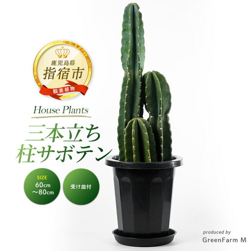 [観葉植物]三本立ち柱サボテン 60cm〜80cm Green Farm M IB075-005 観葉植物 ※北海道・沖縄・離島配送不可