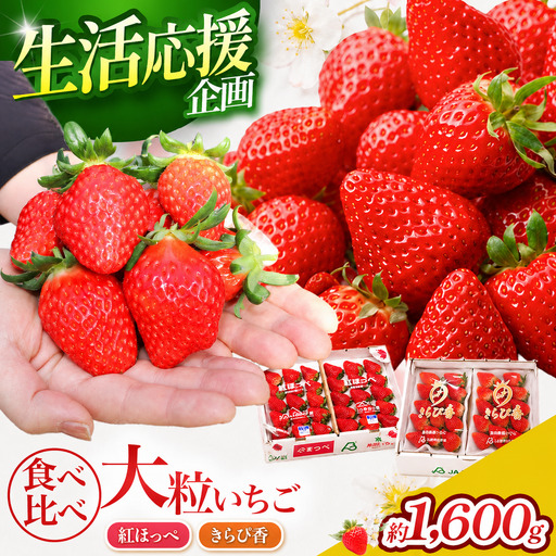 【先行予約/数量限定】名産地伊豆のきらぴ香・紅ほっぺ食べ比べセット（約400g×4パック）