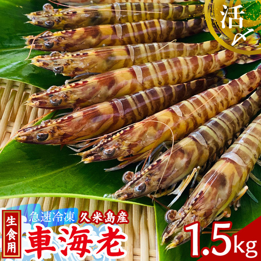  車海老【久米島漁協】活〆冷凍車海老　生食用1.5kg 車えび 海鮮
