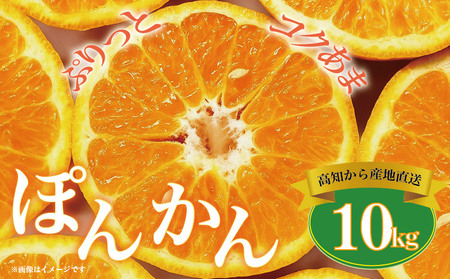 【植田農園のポンカン】 10kg ご家庭用［1184-2］