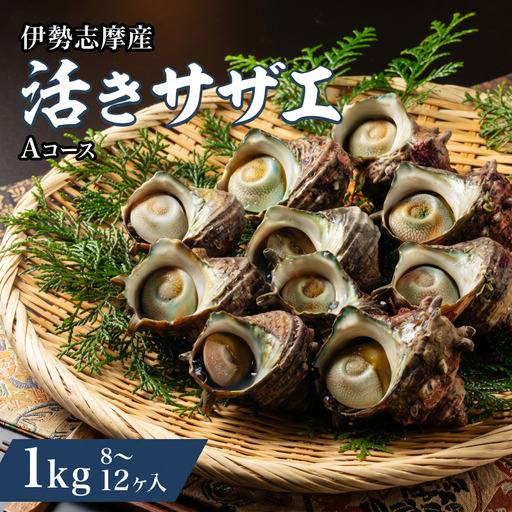 活きサザエ Aコース 1kg(8〜12ヶ入り)山金商店 サザエ
