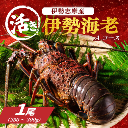 【伊勢海老】 伊勢海老 約250～300g 1尾
