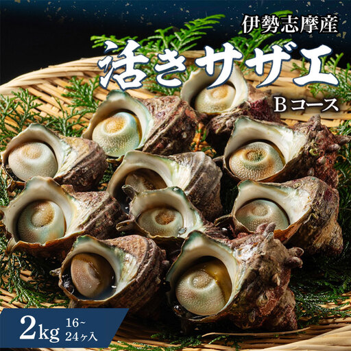 活きサザエ Bコース 2kg(16〜24ヶ入り)山金商店 サザエ