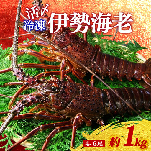 【冷凍】 伊勢海老 4尾 ～ 6尾 約 1kg 活〆 山藤 えび 海老 ebi いせえび 伊勢えび 伊勢 魚 魚介 海鮮 海産物 海 特産品 うま味 旨味 海の幸 アウトドア BBQ 刺身 炭火焼 産地直送 国産 三重 南伊勢 伊勢志摩
