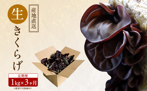 【 産地直送 】 有機JAS 生きくらげ 定期便 1kg×3ヶ月 オーガニック きくらげ きのこ 野菜 岡山県 玉野市 栽培期間中化学肥料不使用 栽培期間中農薬不使用 野菜セット 