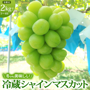 [11・12月発送]富山葡萄園の冷蔵シャインマスカット 2kg以上(3-4房)長野 信州 坂城 産地直送※配送不可エリアあり※ 果物類 ぶどう ブドウ フルーツ