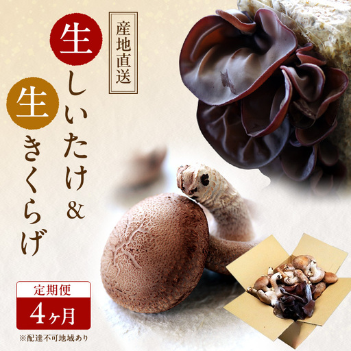 【 産地直送 】 有機JAS 生椎茸 800g ＆ 生きくらげ 200g 定期便 きくらげ