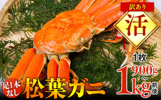 [活]足1本なし 訳あり 松葉ガニ 特大1枚(900g〜1kg前後)| カニ 松葉ガニ タグ付き[着日指定不可]※2026年11月上旬〜2027年3月下旬に順次発送予定