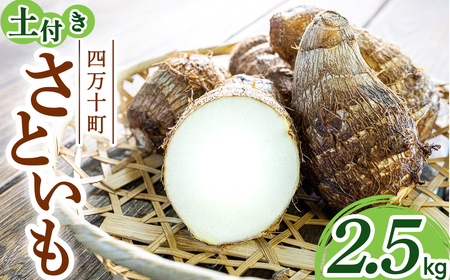 [四万十町産] 土付き さといも (2.5kg 里芋 野菜