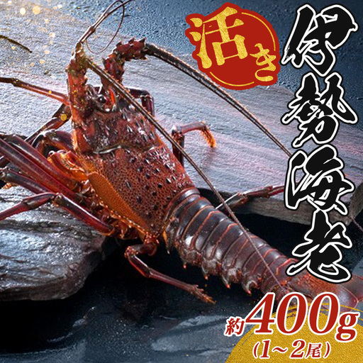 【伊勢海老】 伊勢海老 約400g 1～2尾