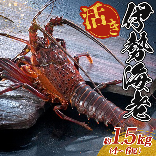 活き 伊勢海老 4～6尾  約1.5kg 伊勢海老