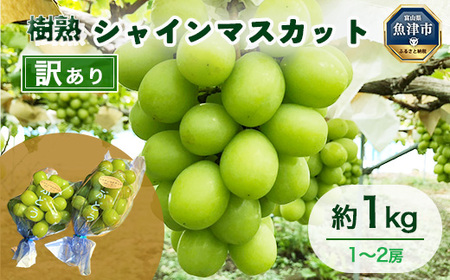 [早期予約]訳あり シャインマスカット 約1kg 樹熟 1〜2房| 富山県産 マスカット ぶどう ブドウ 葡萄 ※北海道・沖縄・離島への配送不可 ※2026年10月〜発送