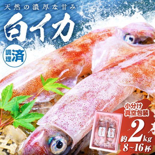 白イカケンサキ正味2kg しろいか
