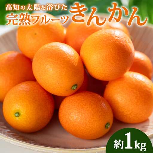 [先行受付]きんかん 約1kg 完熟 きんかん ku-0032