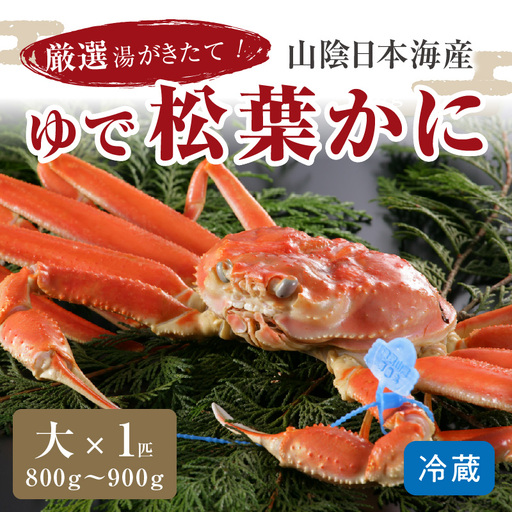 かに卸問屋がお届け・自社釜ゆで!山陰沖ゆで松葉がに 800g〜900g 大サイズ(11月発送)/北畿水産 かに