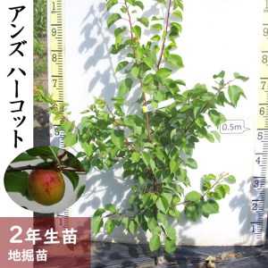 アンズ(杏) ハーコット 2年生 苗木 ＜すだ農園＞