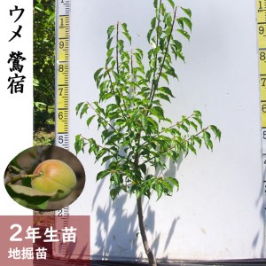 ＜すだ農園＞2年生 苗木 ウメ(実梅)鶯宿(おうしゅく)