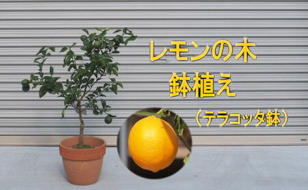 苗木 レモンの木鉢植え テラコッタ鉢 30cm れもん 苗木