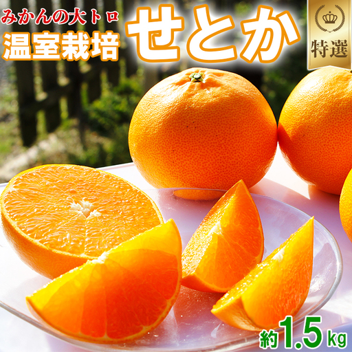 温室栽培 せとか 特選 約1.5kg 【岩尾農園】 果物 フルーツ 数量限定 期間限定 九州 大分県 ＜066-003＞