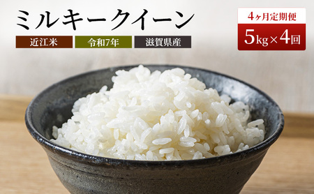 【寄附額見直しました】 米 定期便 5kg 4ヶ月連続 近江米 ミルキークイーン 令和7年産 こめ